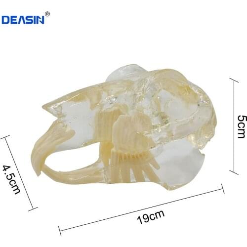 Teaching Dental Teeth Model rabbit Model Catamount rabbits teeth Dentition Model