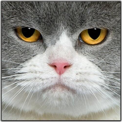 Diy Diamond Painting Cross Stitch Cats With Eyes And Light Needlework Diamond Embroidery Full Square Mosaic Decoration Resin Kit