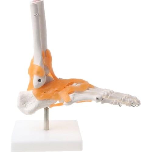 2021 New 1: 1 Human Skeleton Human Model Joint Anatomy Ankle Ligament Anatomically Teaching Resource Tool