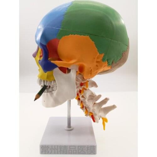 Skull model with cervical spine simulation color skull functional partition educational model