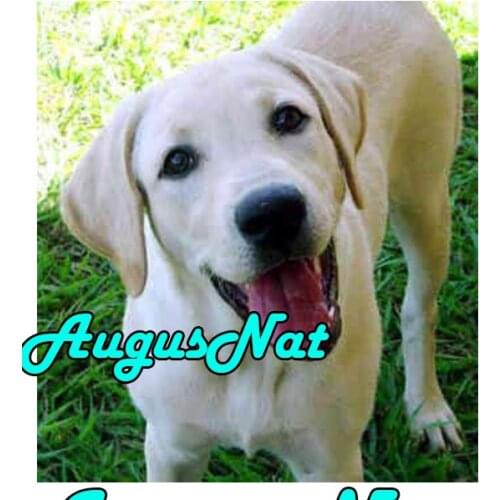 Full round dog diamond painting labrador dimond embroidery red rose diamant dotz flower beads picture diamond mosaic animal gift