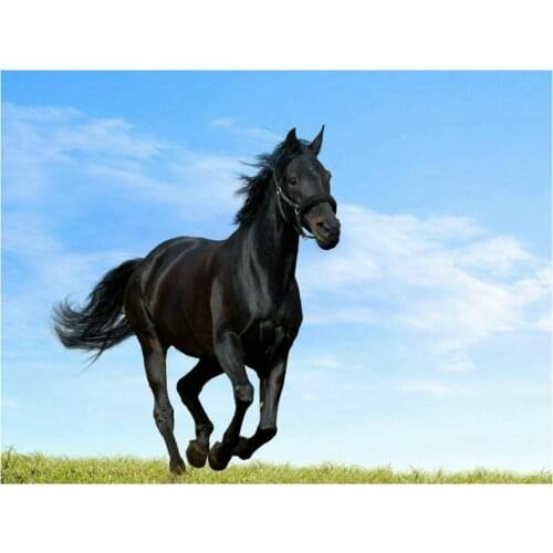 Animal 5d diy diamond painting black horse full square 3d diamond mosaic kit embroidery crafts decoration