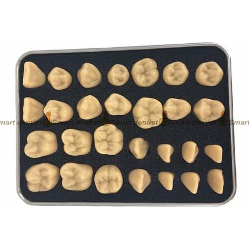 2018 high quality dental teeth model Dental teaching control model