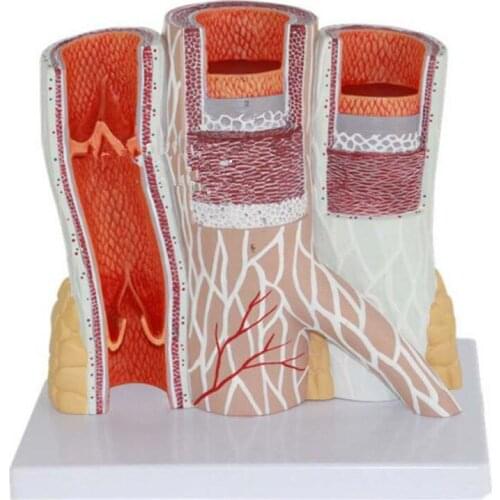 Arteriovenous model.The model of the blood vessels.The artery vein model.the vascular anatomy model