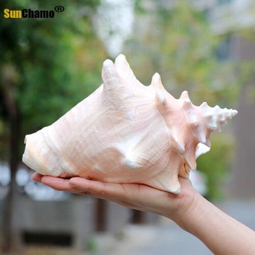 Natural Shell Large Conch Carmine Fish Tank Landscape Aquarium Decoration Props Home Display Crafts Sea Snail Decoration Crafts