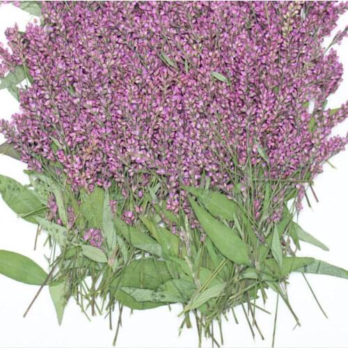 60pcs Pressed Dried Polygonum Hydropiper Flower Plant Herbarium For Jewelry Bookmark Postcard Phone Case DIY Making Accessories