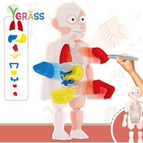 Biology Educational Learning DIY Assembled Toys Kits Organ Medical Teaching Tools Montessori Puzzle Human Body Anatomy Model Toy