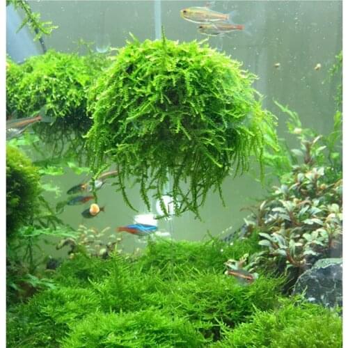 Aquatic Pet Supplies Decorations Aquarium Moss Ball Live Plants Filter For Java Shrimps Fish Tank Hot Pet Products