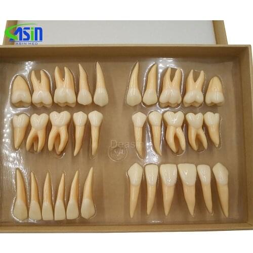High Quality 2.5 times 32 pcs adult permanent teeth model Dental gift Communication Tooth Models Odontologia