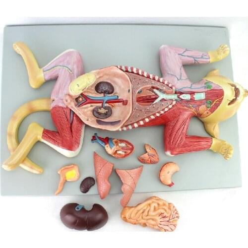 Educational teaching cat anatomical model