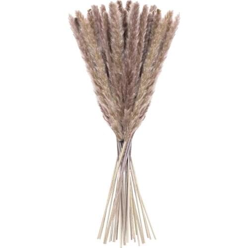 15PCS Natural Dried Reed or Pampas Grass for Christmas/Modern Home/Wedding Supplies Decoration or Flowers Bunch Party Backdrops