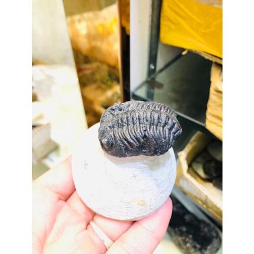 Natural Tetraphyllid Tail Fossil Brachiopod Coral Original Stone Teaching Science