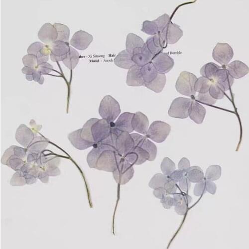 60pcs Pressed Dried Multi-start Hydrang Flower Plants For Epoxy Resin Pendant Jewelry Phone Case Bookmarks Card Making Craft DIY