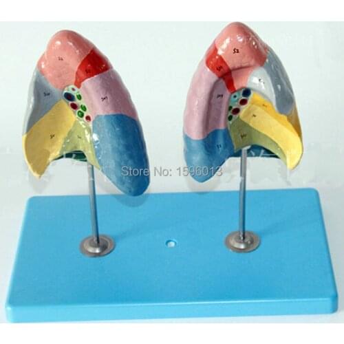 Pulmonary segments Model, Lung Segments Model, Lung model