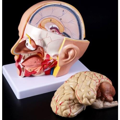 Medical props model Human Anatomy Head Skull Brain Cerebral Artery Anatomical Model For Teaching