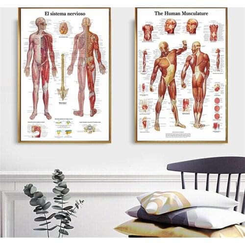 Anatomy Pathology Systems Anatomical Anatomy Charts System Posters and Prints Modern Wall Art Picture Living Room Cuadros Decor