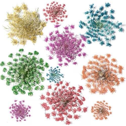 60pcs 5-10cm Pressed Dried Flower Ammi visnaga Herbarium Epoxy Resin Lamp Nail Art Jewelry Bookmark Phone Case Card DIY