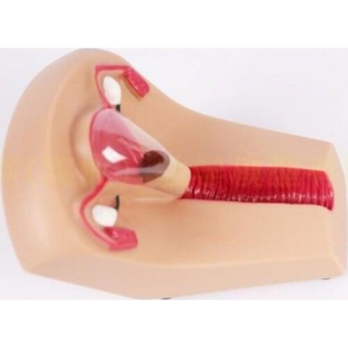 Female Intrauterine Contraceptive Device Model,IUD Training Simulator 2 orders