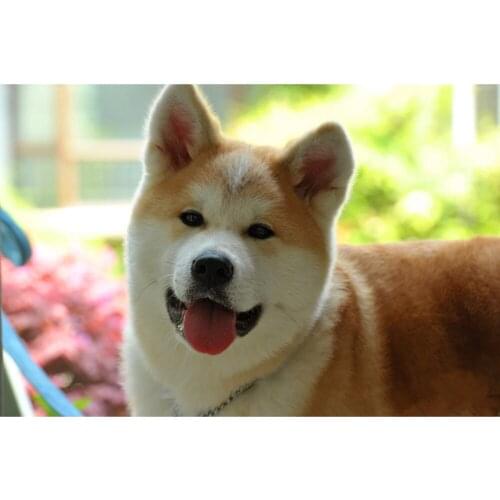 2016 diy diamond painting Naughty dog full square rhinestone handcraft cross stitch DIY Diamond Embroidery room decoration ZY104