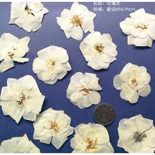 60pcs Pressed Dried White Rose Flower Plants Herbarium For Epoxy Resin Jewelry Making Bookmark Case Face Makeup Nail Art DIY