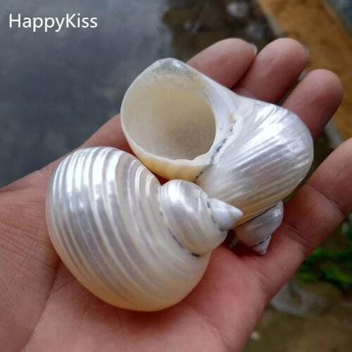 HappyKiss 2pcs Natural conch shells Rong screw roll shell fish hermit crab is special Aquarium aquatic scenery
