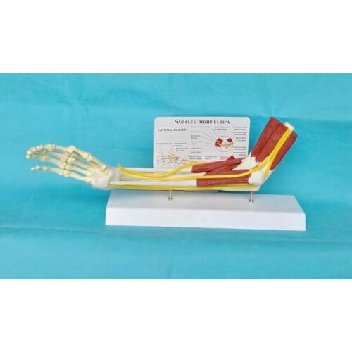 1:1 Life Size Human Skin Section Anatomical Advanced Muscled Elbow Joint Model Arm Skeleton Anatomical Study Skeleton Model 43cm