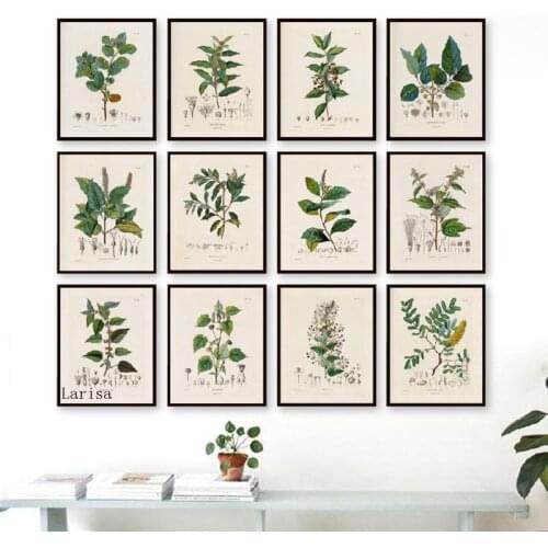 Vintage Herb Botanical Canvas Painting Retro Wall Art Posters and Prints Education Antique Botany Illustrations Decor No Frame
