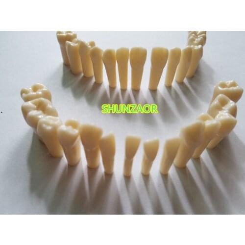 Standard 28pcs teeth model resin material for tooth preparation exercises medical study medical training