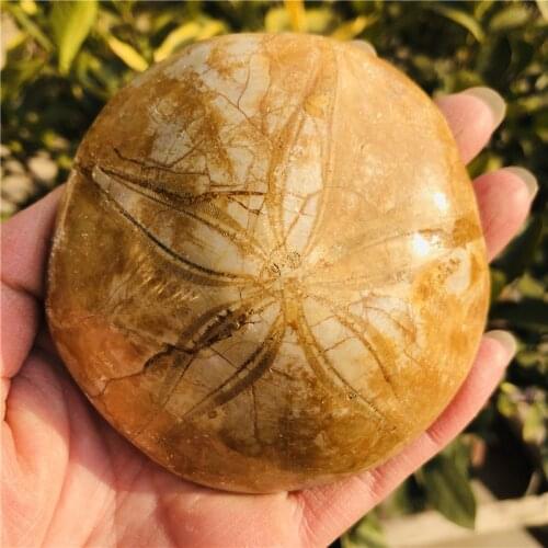 Natural Starfish fossil crystal specimen