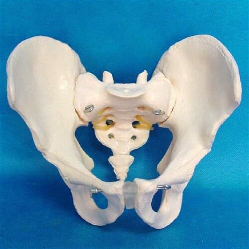 Male 1:1 pelvic bone model human skeleton sacral teaching medical explanation model 3 parts Separable