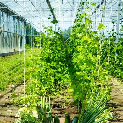 2pcs Tomato Hooks Vegetable Clamps For Planting Cucumber Cherries With 15m