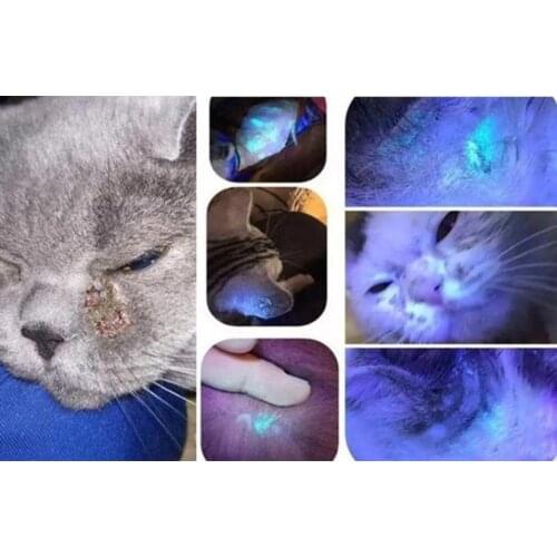 Cat Dog Moss Detector Light Pet Fungus Skin Disease Detection USB Lamp 365UV Detection Waterproof Blacklight Flashlight Lamp