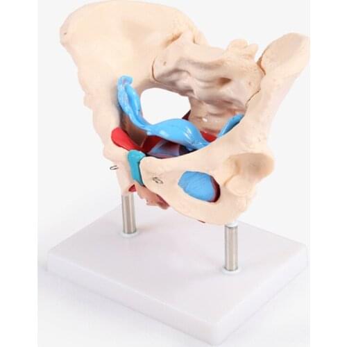 Female Pelvis Model With Pelvic Floor Muscle BIX-A1037
