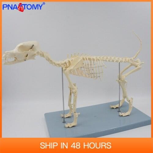 Dog Skeleton Model Canine Skull Anatomical Tool Animal Anatomy Jaw Spine and Pelvis Bone Medical Teaching