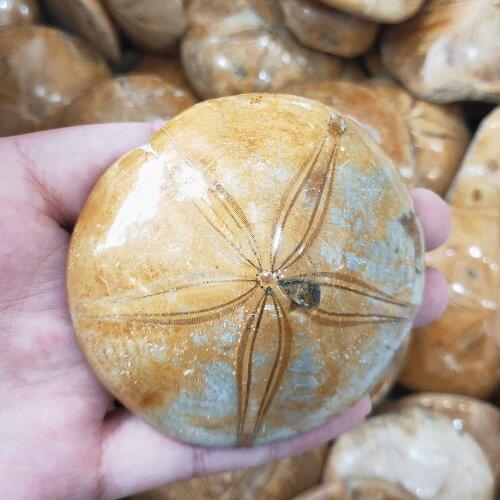 80-230g Mineral sample starfish fossil Raw Natural Polished Sea Urchin quartz reliquiae Madagascar Gift Crystals Healing