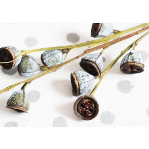 6pcs Preserved Eucalyptus Flower Fruits For Wedding Party Home Decoration DIY Bouquet Project Accessory