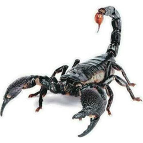 3D PVC Car Sticker Lizard Scorpion Spider Car Body Window Sticker Decal Car Styling