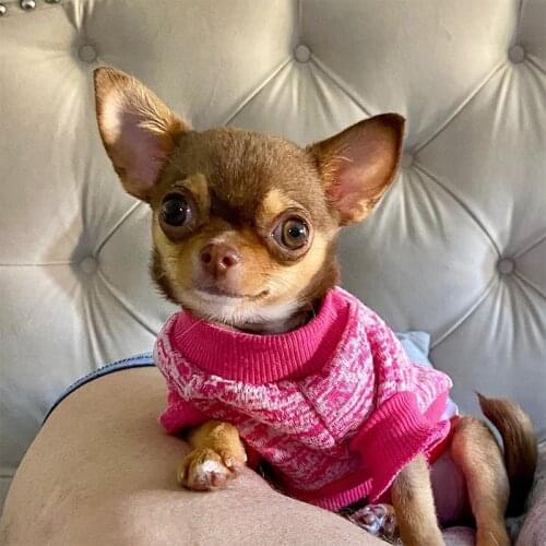 Ropa Perro Jackets For Dogs
