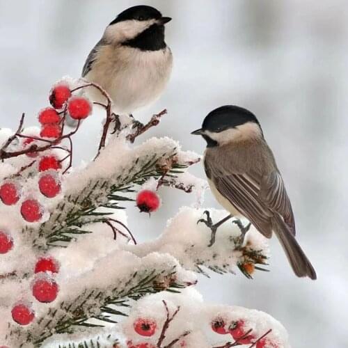 5D Diamond Painting Animals Birds Cross stitch Kit Full Square/Round Diamond Embroidery Bird Diamond Mosaic Rhinestone Decor