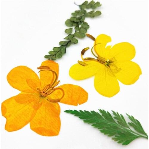 12pcs,Pressed Butterfly flowers,Nature Real dried Flower for DIY Wedding invitation Craft Photo Bookmark Gift Card,Facial Decor