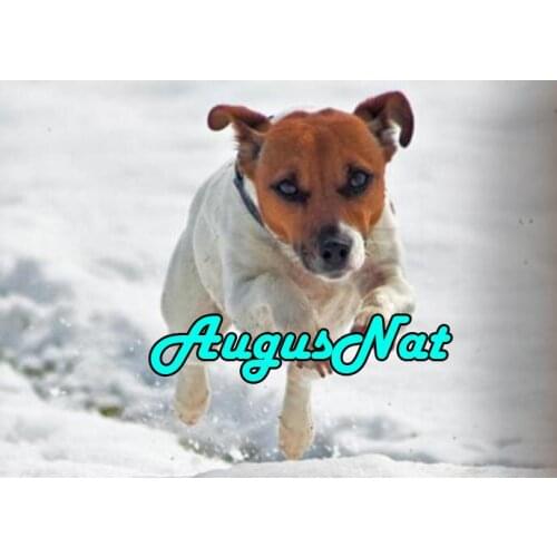 Jack russelln diamond painting full round dog daimont embroidery picture diamant mosaic stickers animals diamand art stitch new