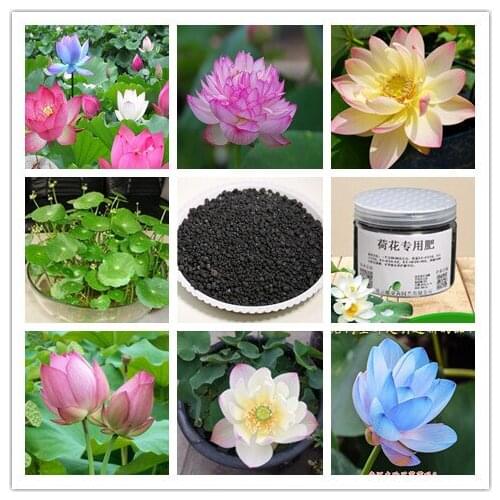 250g granular compound fertilizer base fertilizer bowl lotus, water lily, lotus, special for aquatic plants bonsai home garden