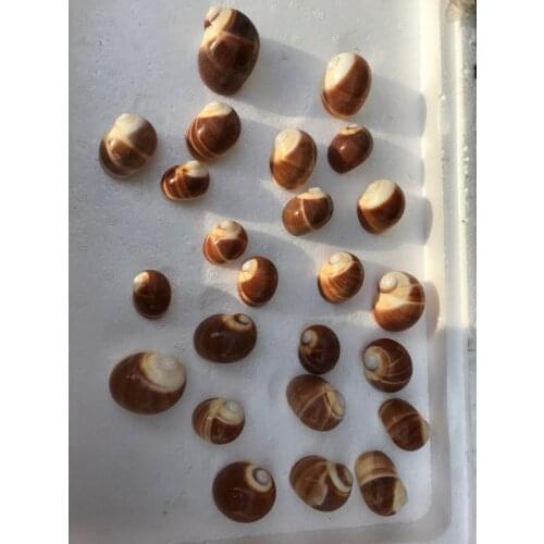 20pcs sNatural white color sea shell snail/trumpet shell wedding/festival/party decoration sea conch