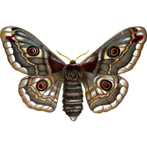 13cm x 8.5cm for Big Colorful Butterflies Occlusion Scratch VAN Decal Waterproof Bumper Laptop Decoration Car Sticker