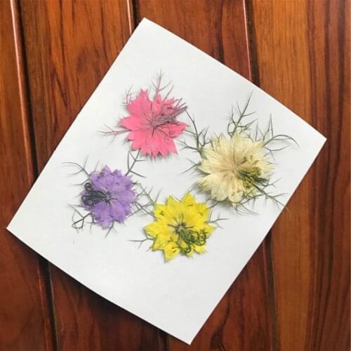 12pcs Dried Flowers for Candle Art Decorations Natural Flower Preserved Dry Flower DIY Stickers Phone Case Decor Accessories
