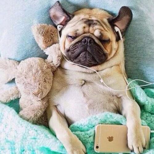 Full Round Drill DIY Diamond Painting animal Picture of Resin Diamond mosaic Embroidery Bulldog Cross Stitch Christmas home d