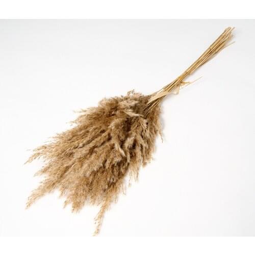 Hidden Botanics 3 Pcs Natural Dried Small Pampas Grass Phragmites Artificial Plants Wedding Flower Bunch for Home Decor