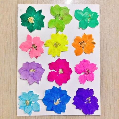60pcs Pressed Dried Dyed Colorful Consolida Ajacis Flower Plants Herbarium For Jewelry Phone Case Postcard Bookmark Craft DIY
