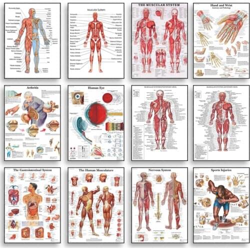 Human Anatomy Muscle System Poster Anatomy Diagram Human Medical Wall Art Photo Print Medical Education Office Decorative Mural