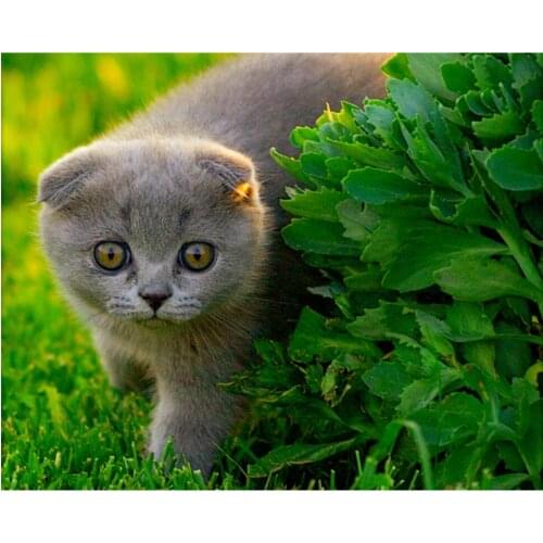 5D diamond painting full diamond new grass cat diamond mosaic embroidery decoration home decoration